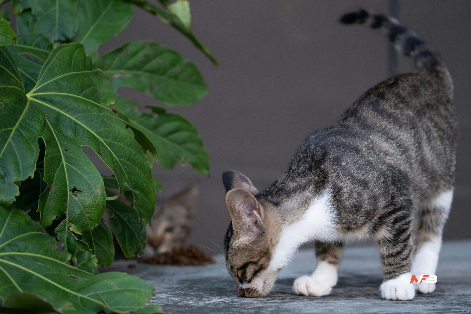 where fig leaves first came into fashion nyt where fig leaves first came into fashion nyt